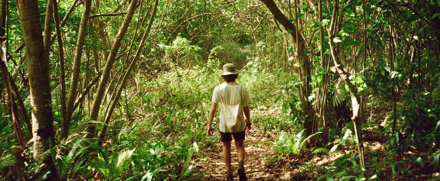 Hvorfor skoven er den mest ærlige samtalepartner?